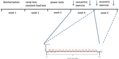 Cardiovascular and Muscular Consequences of Work-Matched Interval-Type of Concentric and Eccentric Pedaling Exercise on a Soft Robot